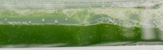 Algae culture for use as a biofuel