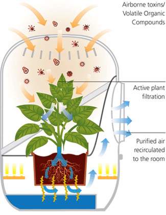 Natural Plant Air Filter