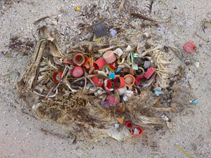 plastic in albatross