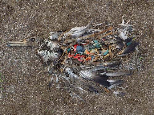 Plastic in Sea Birds Stomach