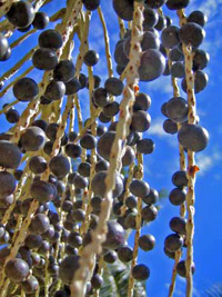 acai-palm-berries