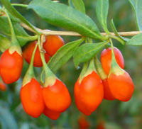 goji_berries