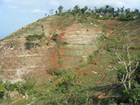 tree planting charity