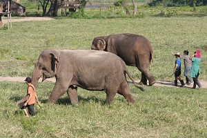 Elephant sanctuary