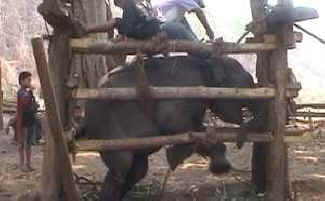 The elephant breaking Phajaan