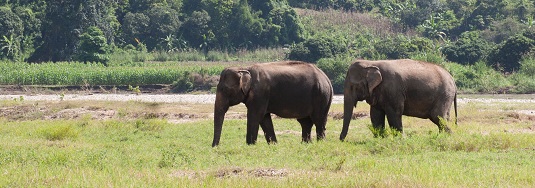 Elephant Nature Park