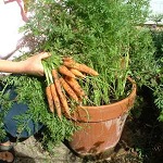 gardening in pots