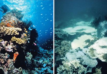 sunscreen coral bleaching