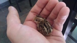 Injured California Quail chick