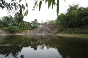 Bamboo Grove