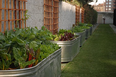 urban farming