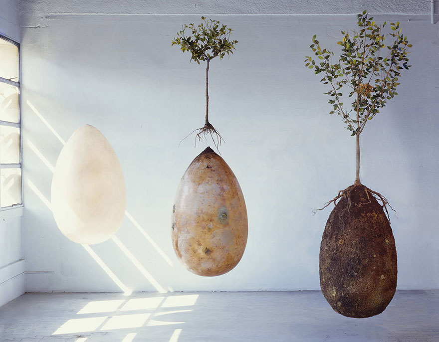 natural coffin forest