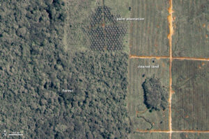 Palm Oil Plantations