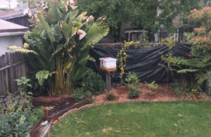 Backyard Bee Hives