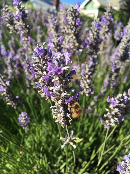 pollinator decline