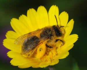 native solitary mining bee