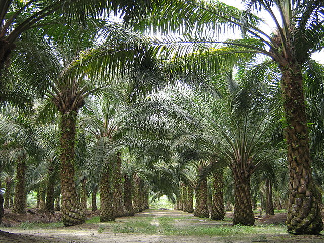 Palm oil monoculture