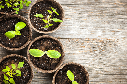 Plants providing solar energy