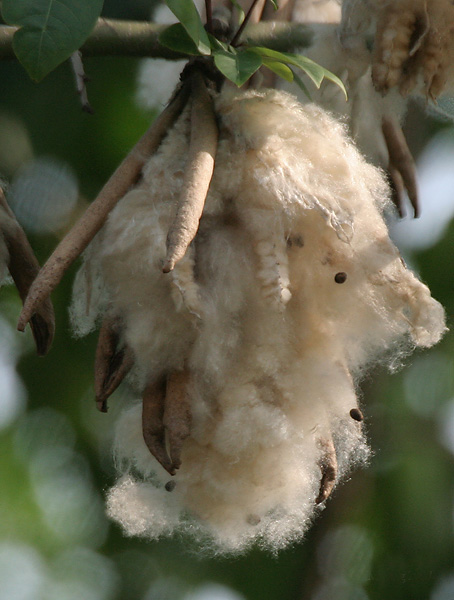 Kapok Seed Pod Fiber